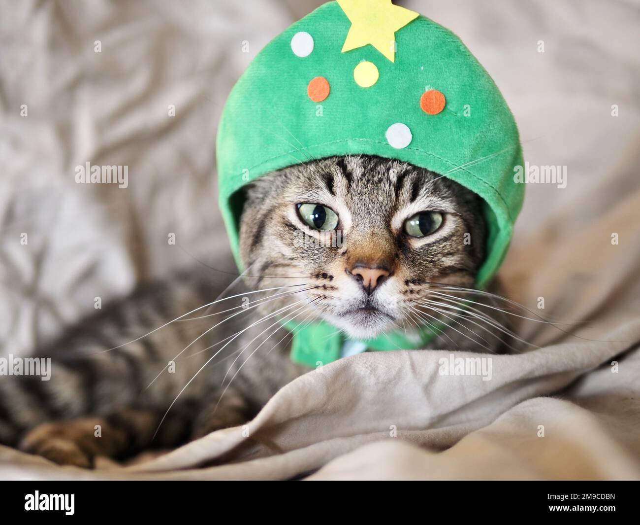 Morphy il gatto tabby nel costume di Natale Foto Stock