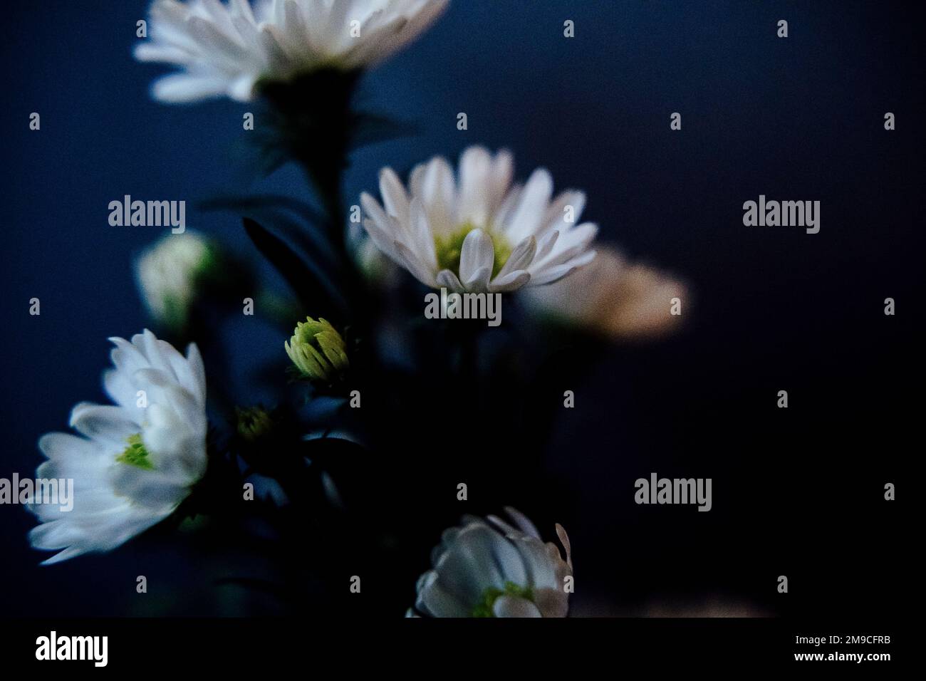 Margherite bianche brillanti contro sfondo blu scuro Foto Stock