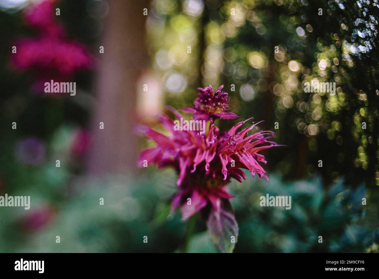 Fiore Magenta brillante in foresta con il sole attraverso gli alberi Foto Stock