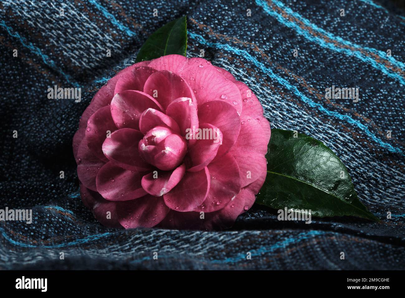 Primo piano di Rosa Rosa con foglie verdi con sfondo blu Foto Stock