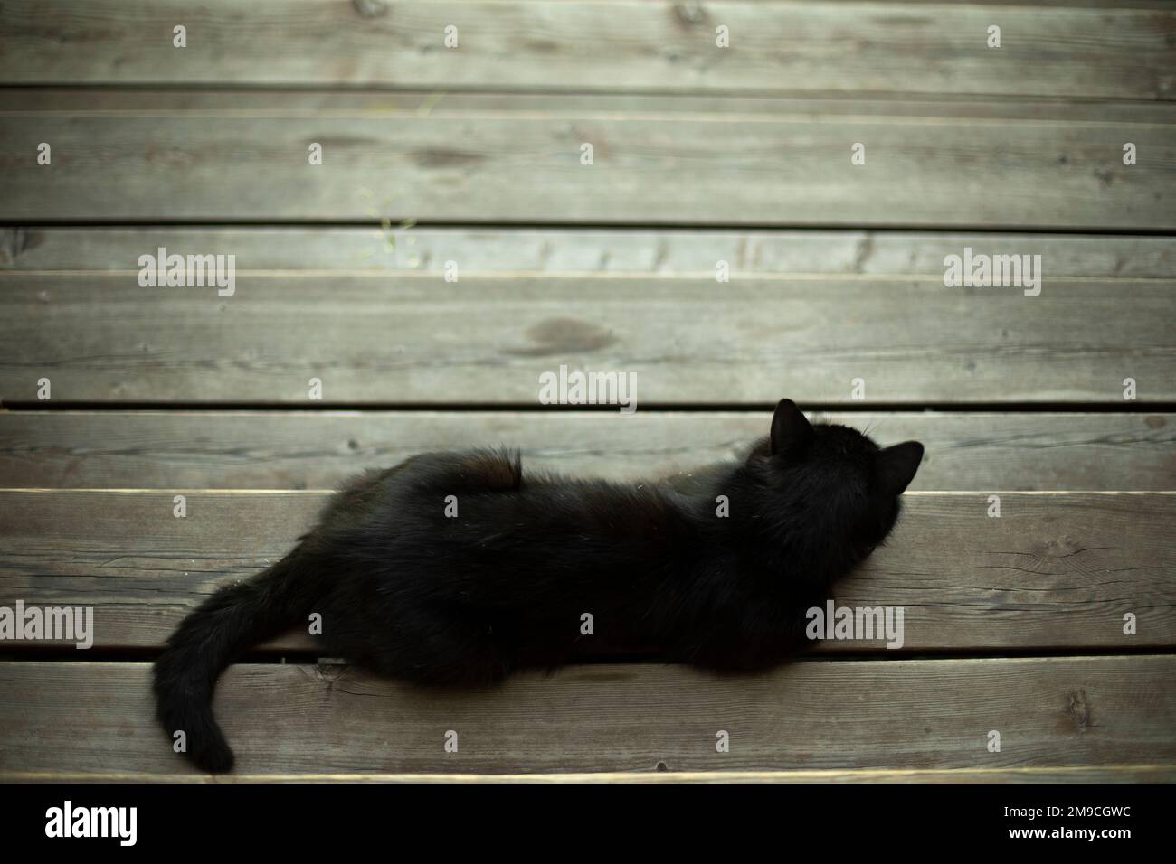 Gatto nero giace sulla lavagna. Animali domestici in veranda. Gatto con capelli neri. Foto Stock