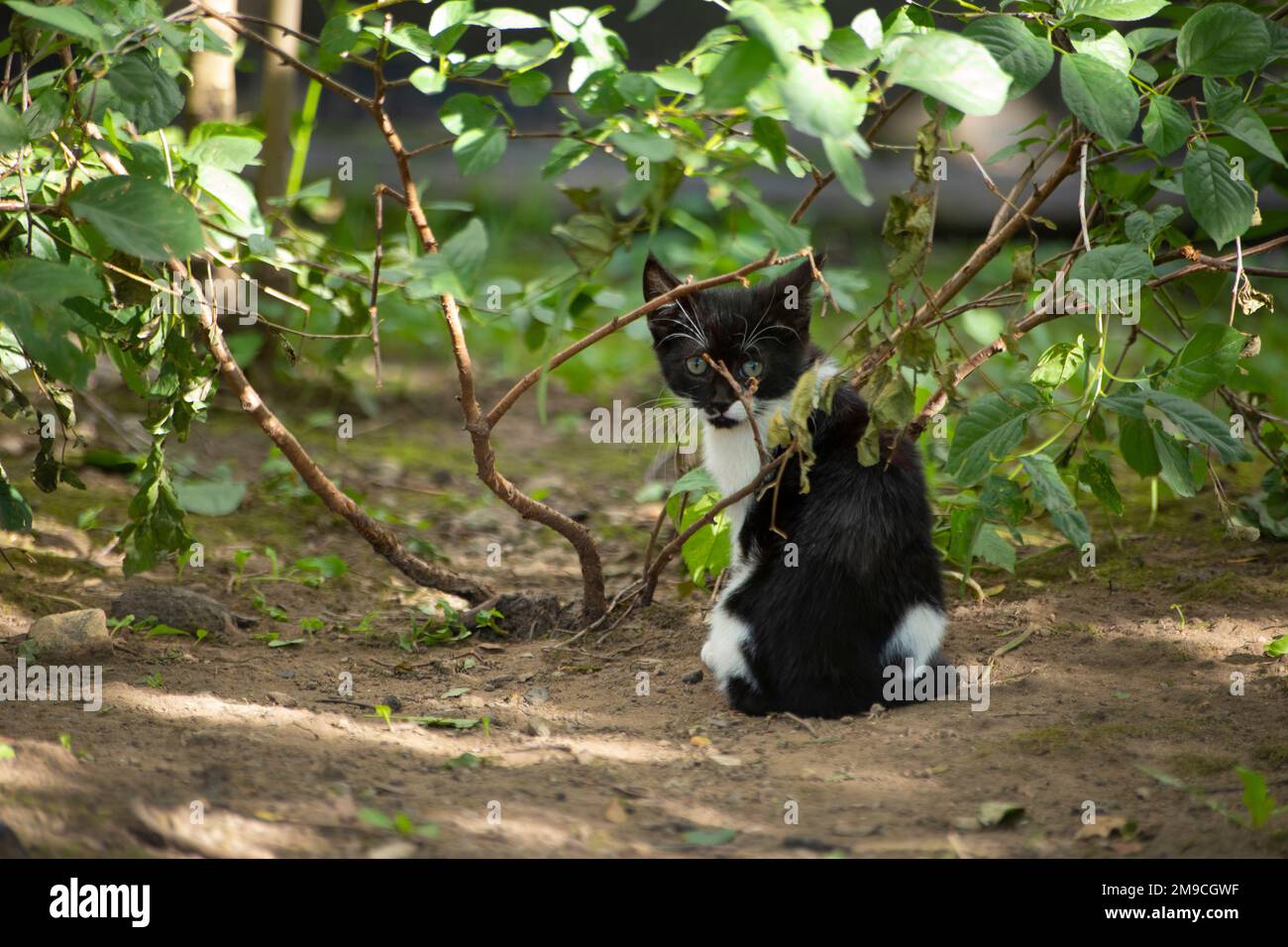Gattino siede in erba. Gatto in giardino. Foto Stock