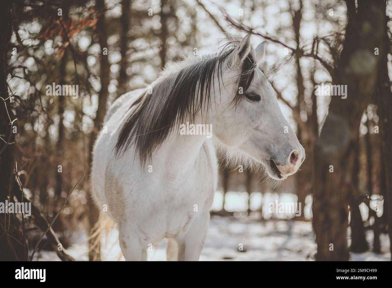 Cavallo bianco nei boschi invernali Foto Stock
