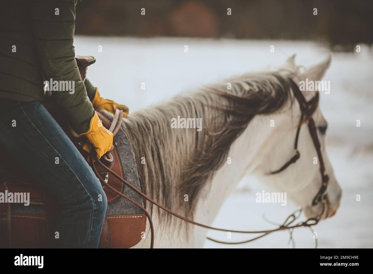 Primo piano delle redini dei cavalli e del cavaliere Foto Stock