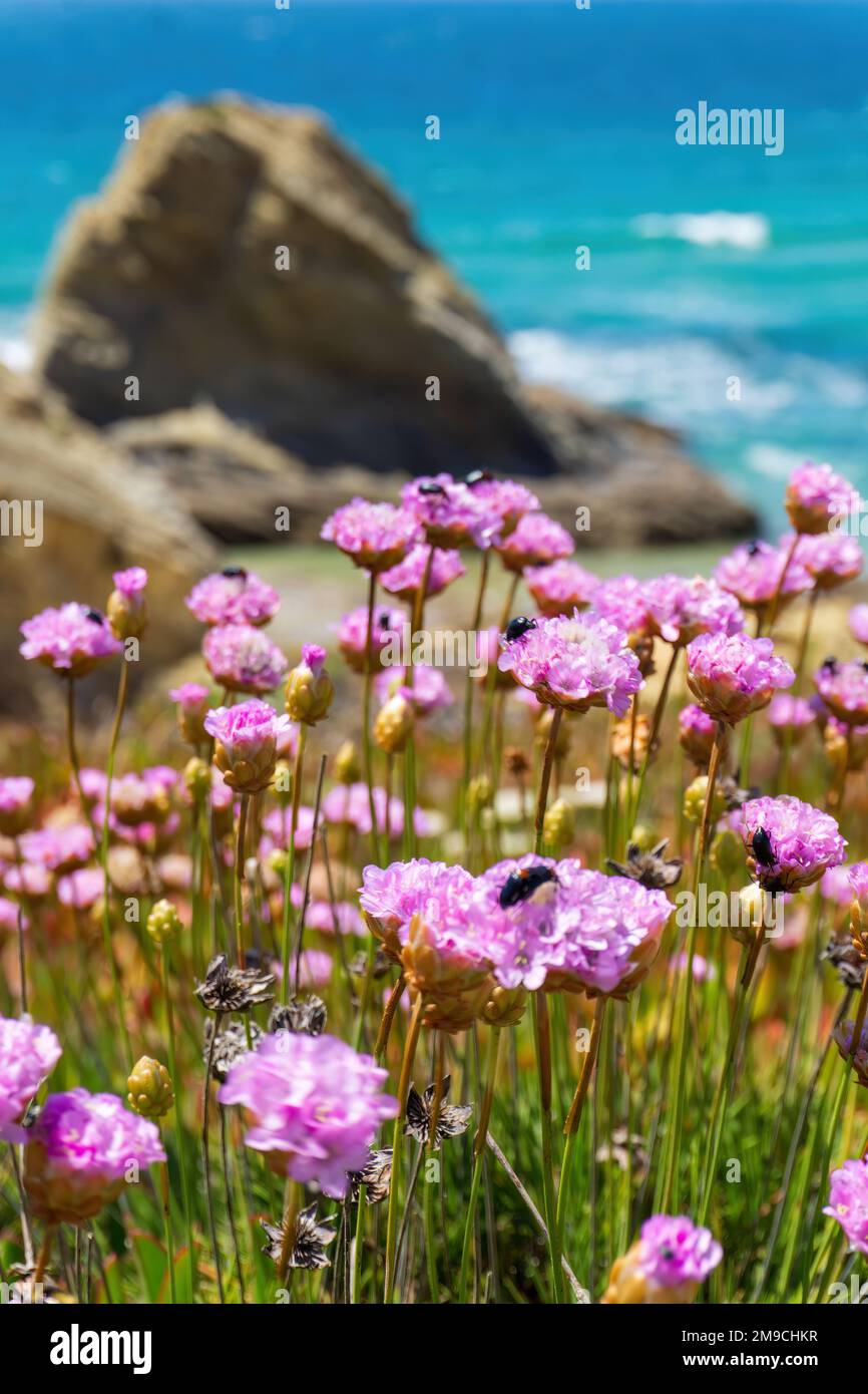 Fiori rosa pallido di Armeria sulla costa turchese dell'oceano Foto Stock