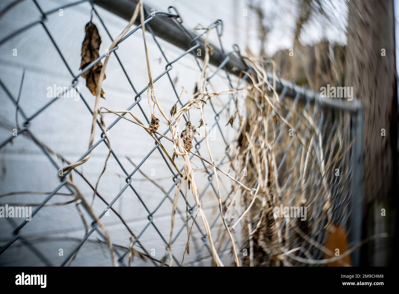 Dry Dead Plant su Silver Chain link Fence Foto Stock