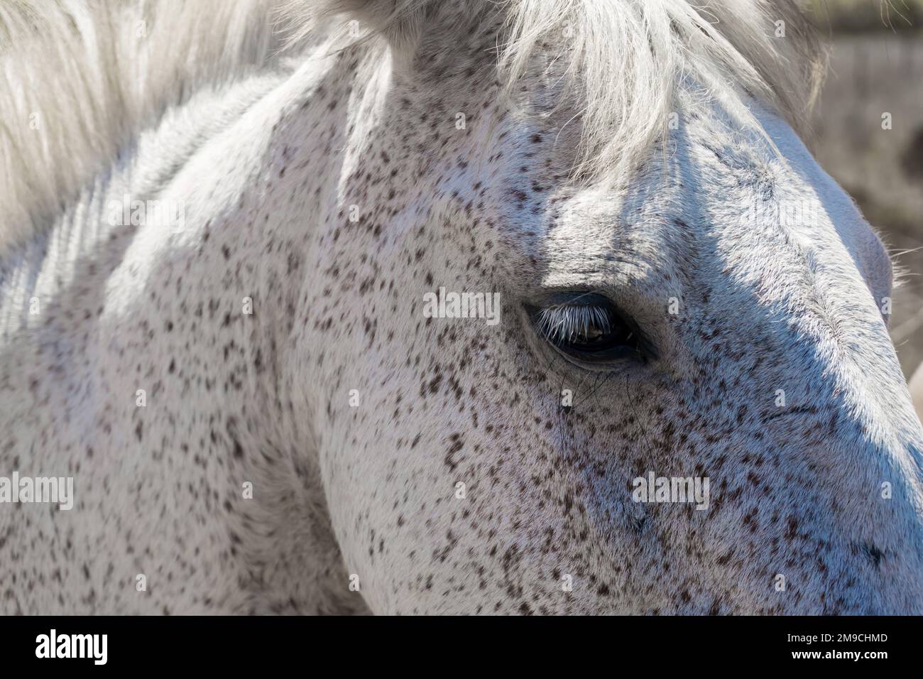Occhio di un cavallo bianco con macchie grigie Foto Stock