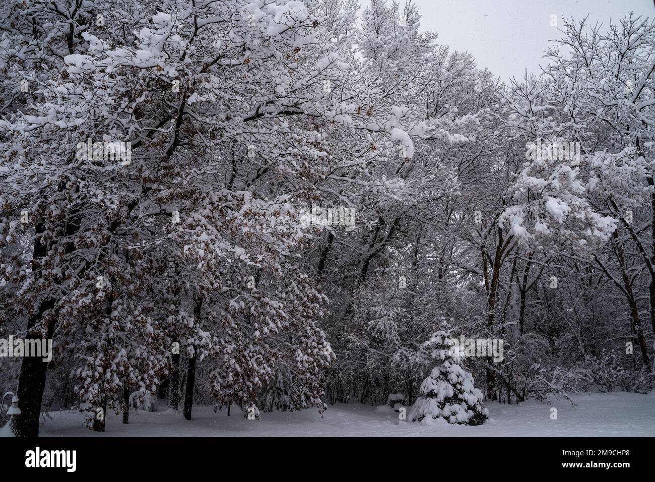 Alberi innevati nella foresta in inverno Foto Stock