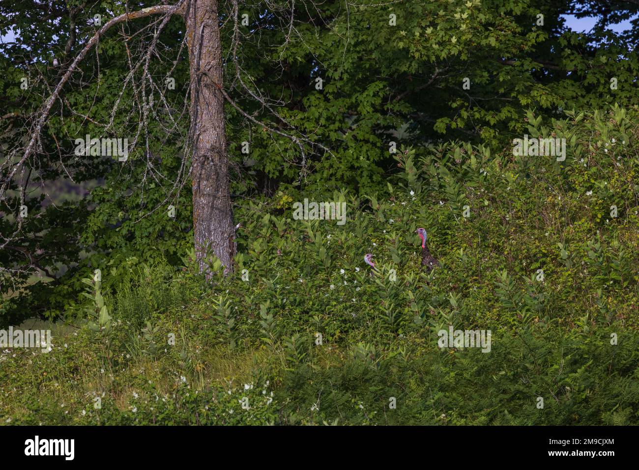 Tom tacchini in Wisconsin settentrionale. Foto Stock