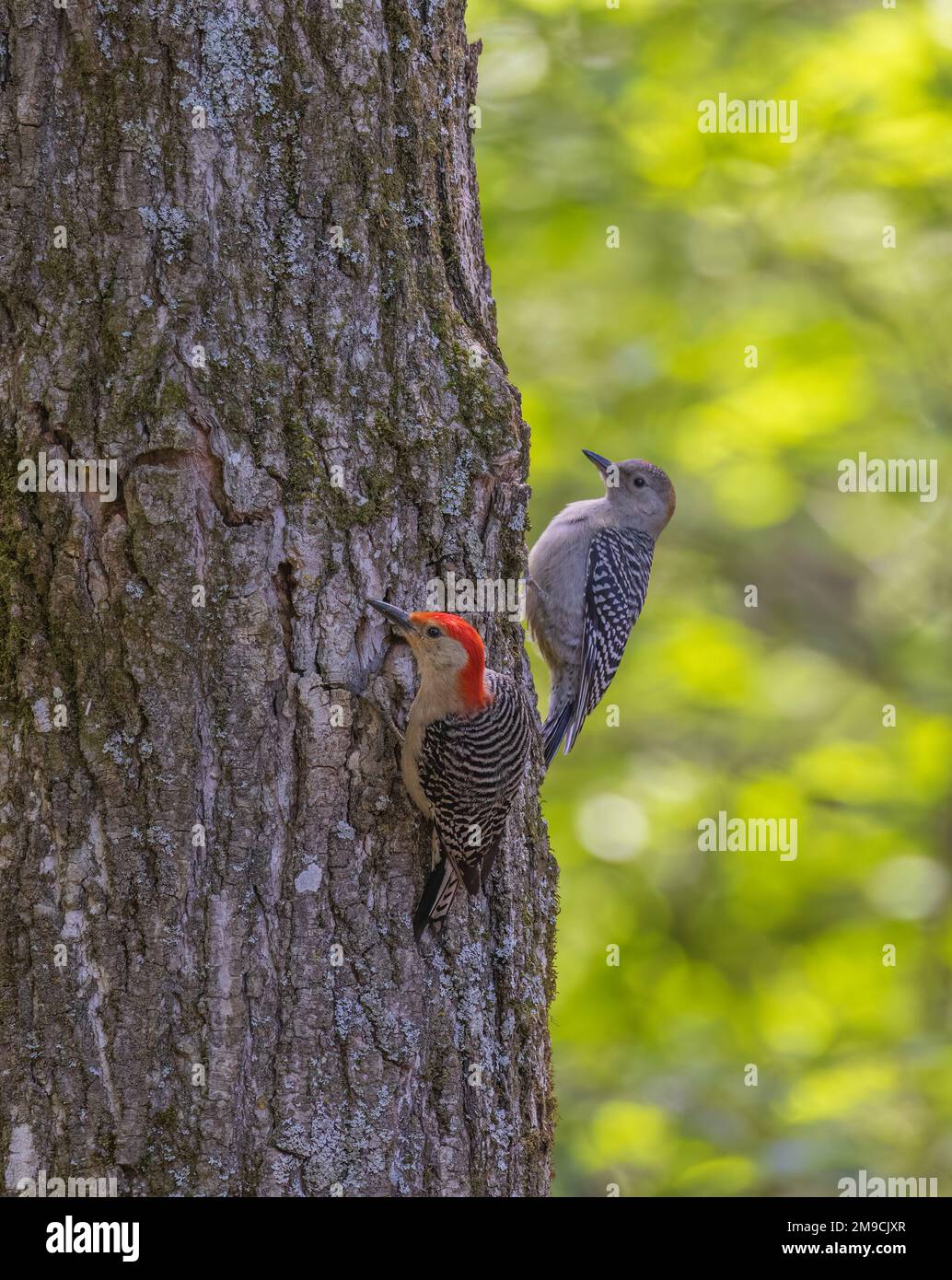 Picchiettoni maschili e giovanili dalla panciatura rossa nel Wisconsin settentrionale. Foto Stock