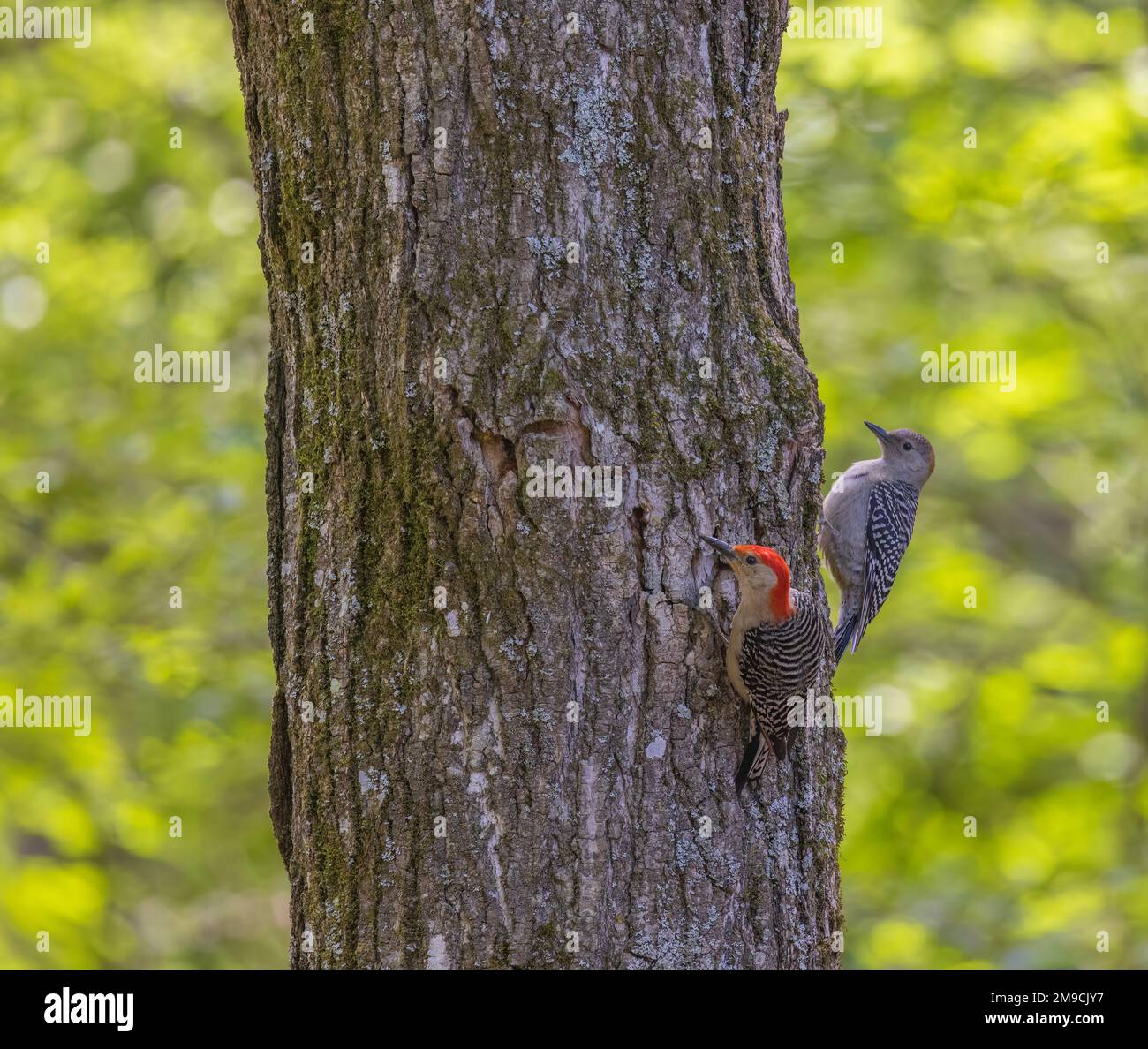 Picchiettoni maschili e giovanili dalla panciatura rossa nel Wisconsin settentrionale. Foto Stock