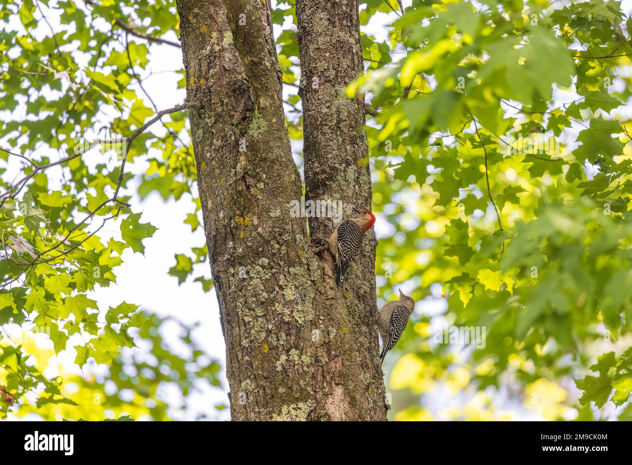 Picchiettoni maschili e giovanili dalla panciatura rossa nel Wisconsin settentrionale. Foto Stock