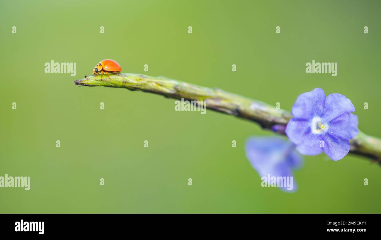 Primo piano di Orange ladybug camminare su un ramo verde di pianta e fiore viola, natura sfondo sfocato. Foto Stock