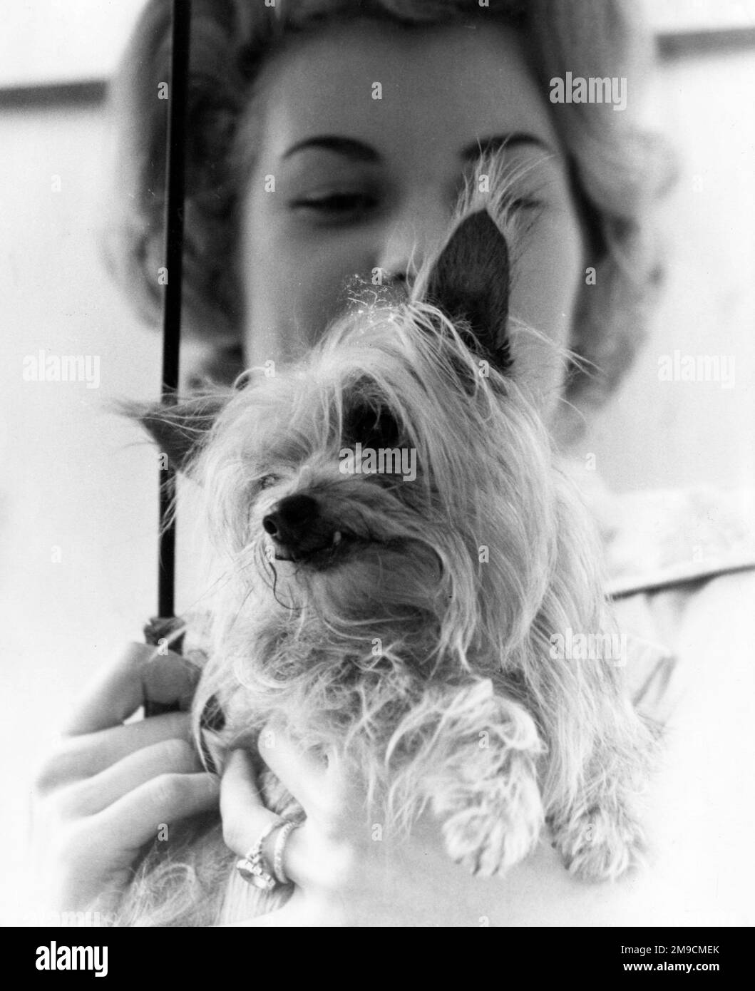 Una giovane donna che tiene il suo amato cane Yorkshire Terrier. Foto Stock