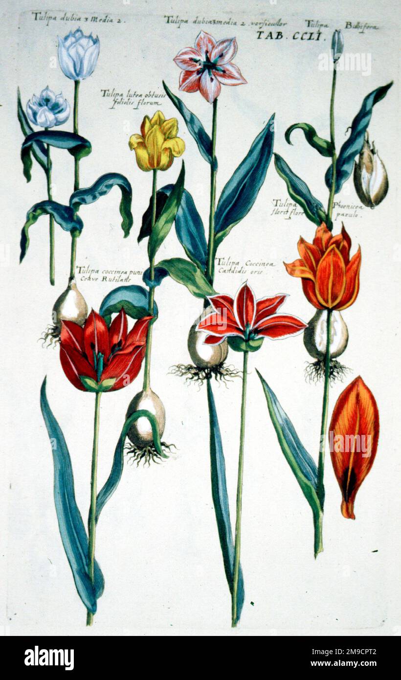 Florilegium - tulipani Data: 1641 Foto Stock