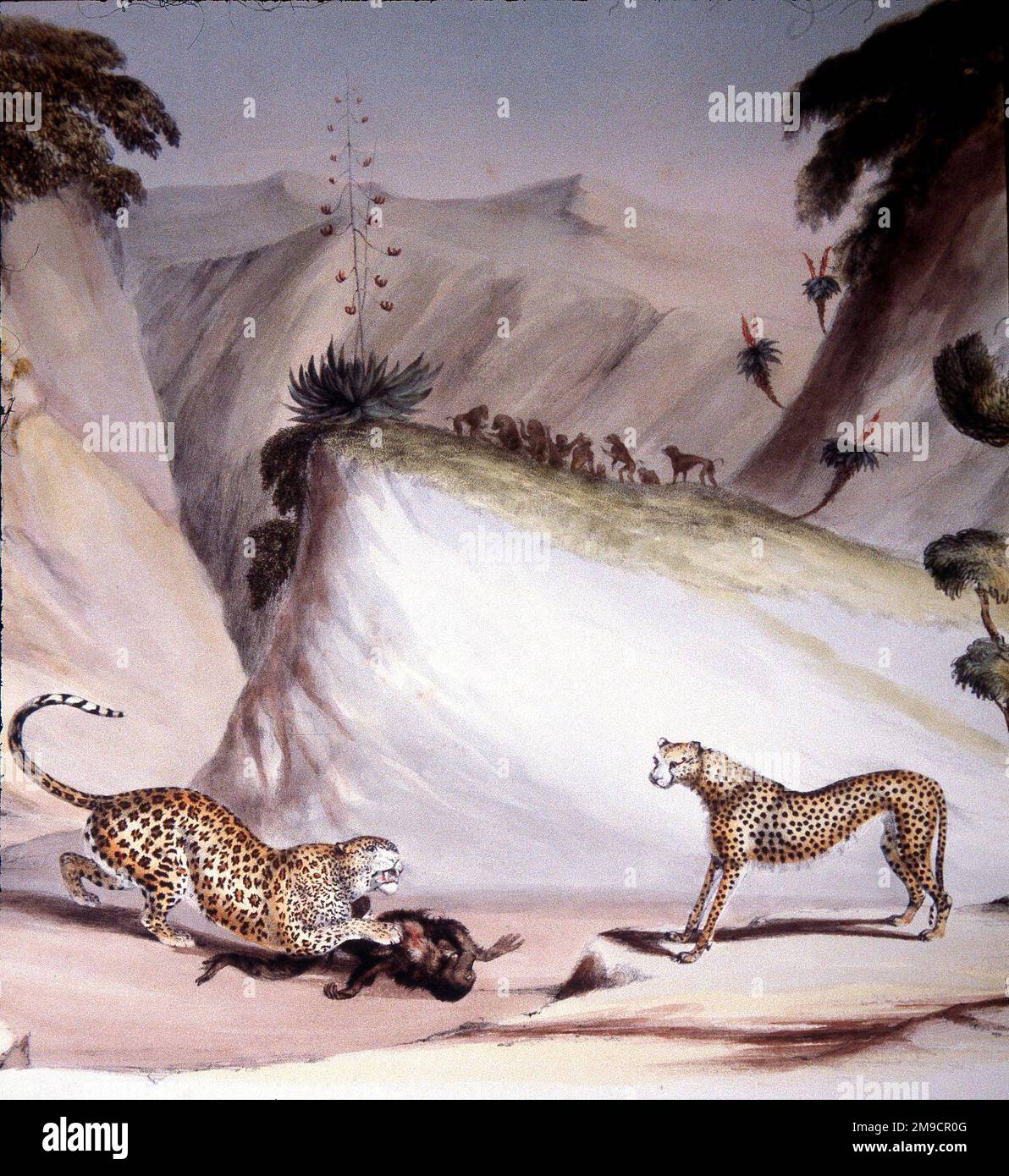 Ritratti del gioco e animali selvatici dell'Africa meridionale - preda alla caccia al leopardo Foto Stock