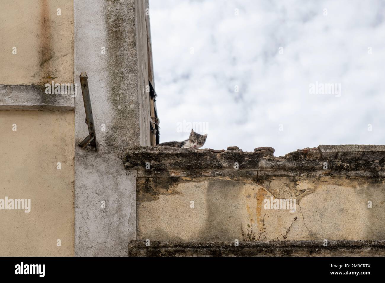Un gatto che prende un pisolino su un tetto di una casa in rovina Foto Stock