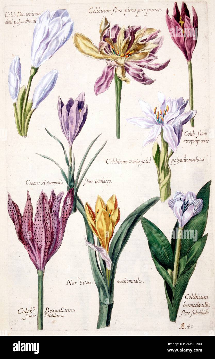 Florilegium - Colchium - Autunno Crocus fiore Foto Stock