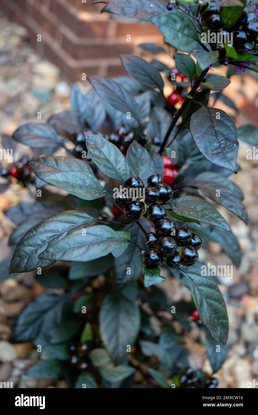 Black Pearl Pepper pianta Foto Stock