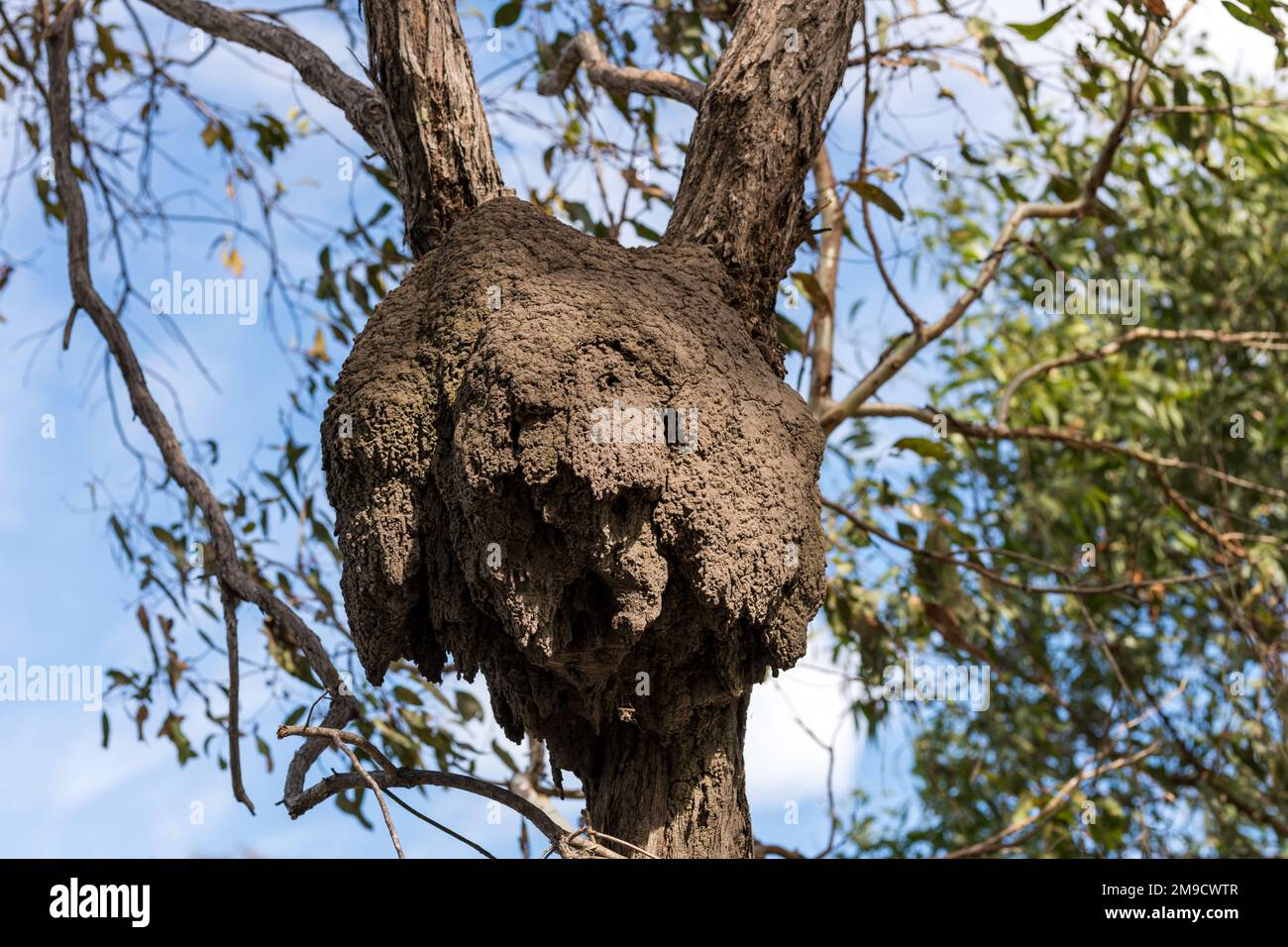 Nido di termite arborea nell'albero Brisbane, Australia Foto Stock