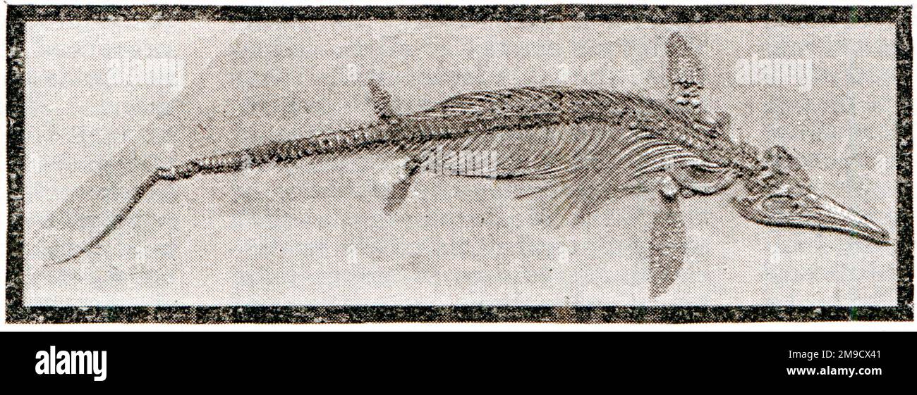 Ichtiosaurus (fossile) Foto Stock
