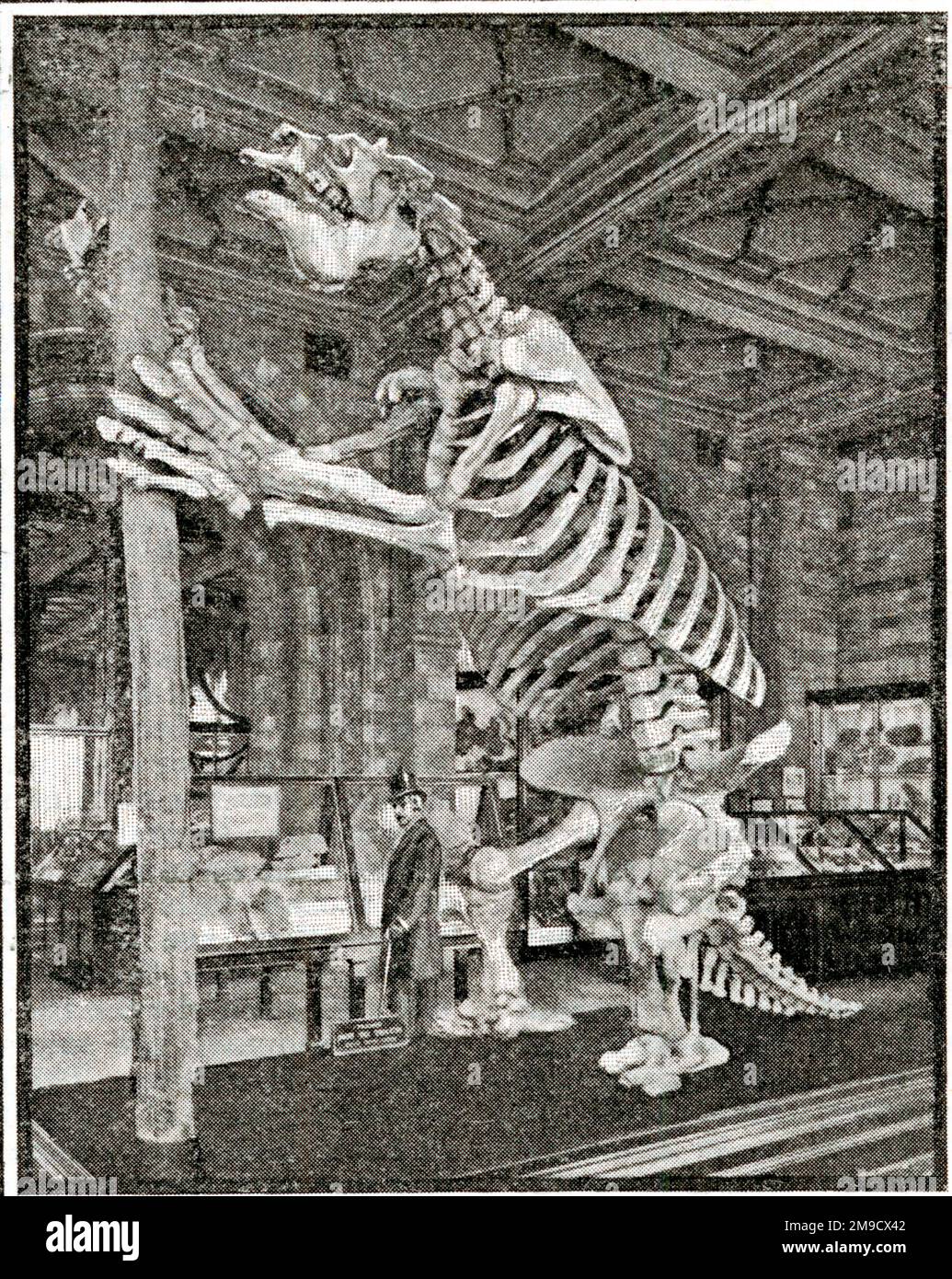 Megatherium - scheletro gigante di terreno Sloth (Fossil) Foto Stock