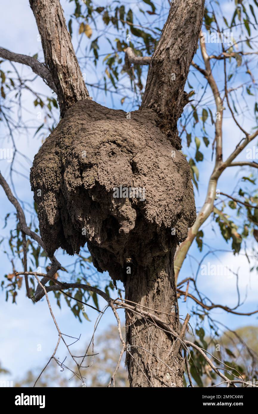 Nido di termite arborea nell'albero Brisbane, Australia Foto Stock