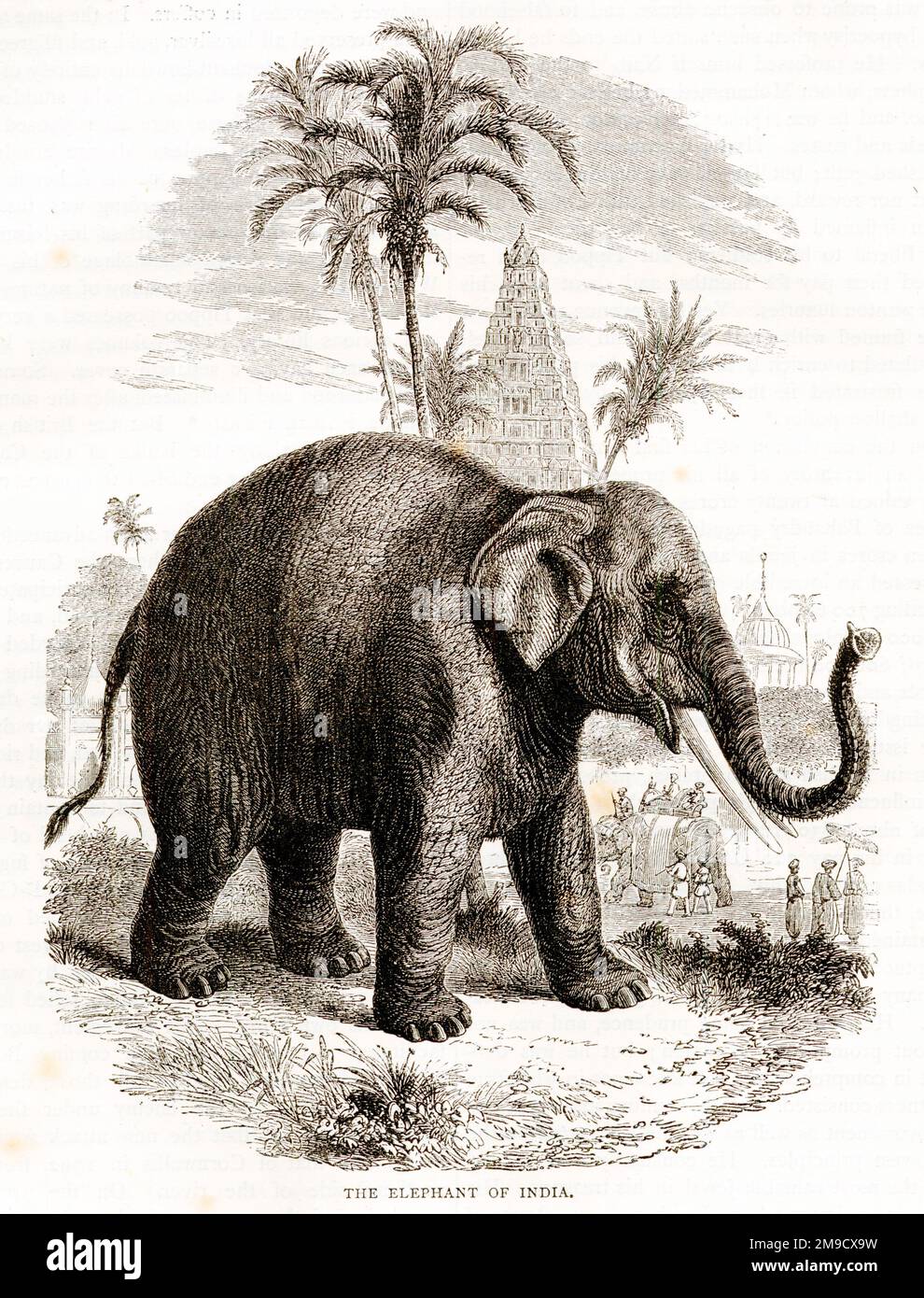 Elefante indiano in India Foto Stock