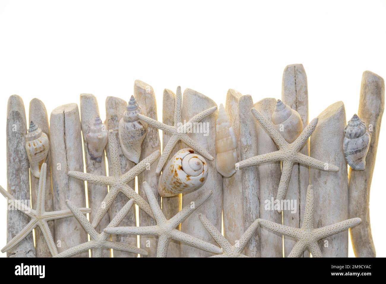 driftwood.Starfish su bastoni di driftwood bianchi isolati su bordo bianco di background.Summer in uno stile marino.Texture di stelle marine e bastone di driftwood Foto Stock
