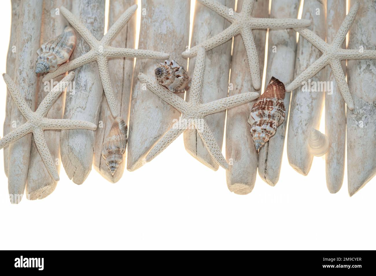 driftwood.Starfish su bastoni driftwood isolato su sfondo bianco.Summer bordo in uno stile marino.Texture di stelle marine e driftwood stick.Nautical Foto Stock