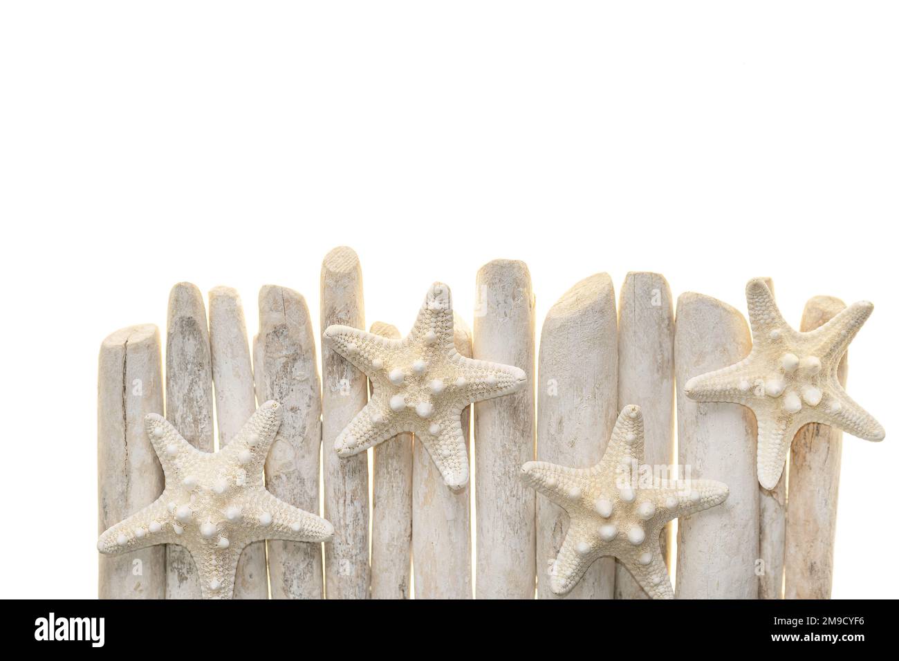 Stelle marine e conchiglie di mare su bastoni di driftwood isolati su sfondo bianco.Summer confine in uno stile marino.Texture di stelle marine e bastoni di driftwood Foto Stock