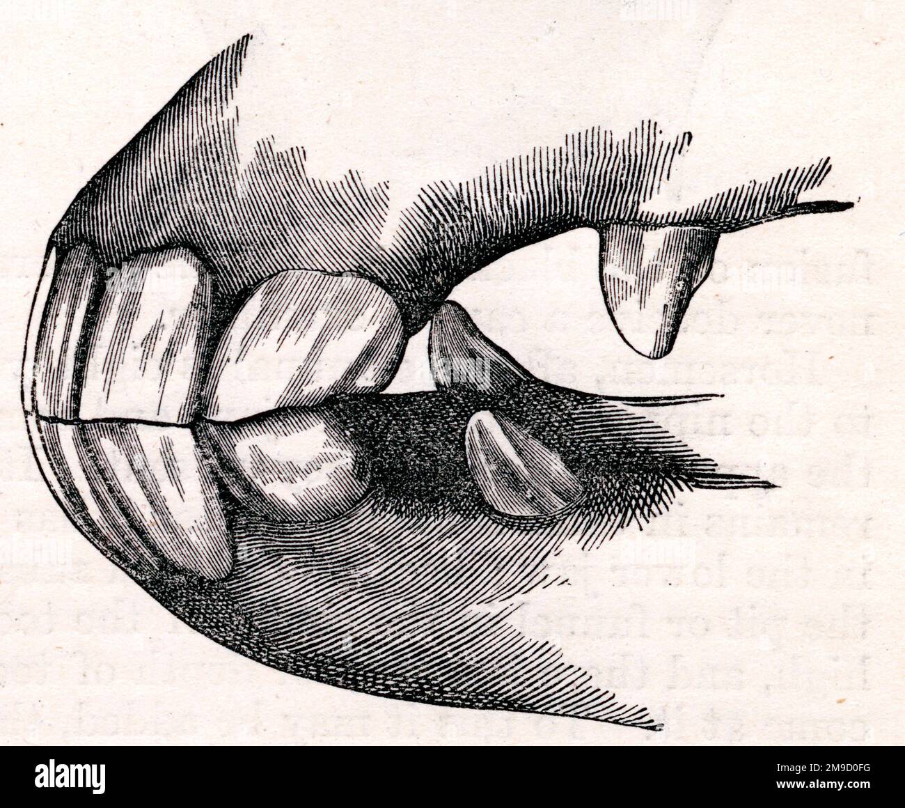 Denti del cavallo - Vista laterale Foto Stock