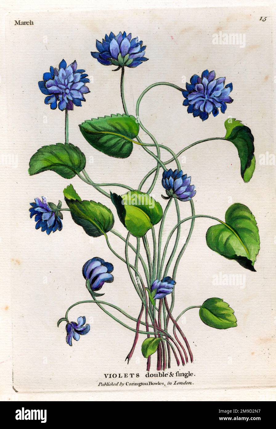 Violette - Marzo Foto Stock