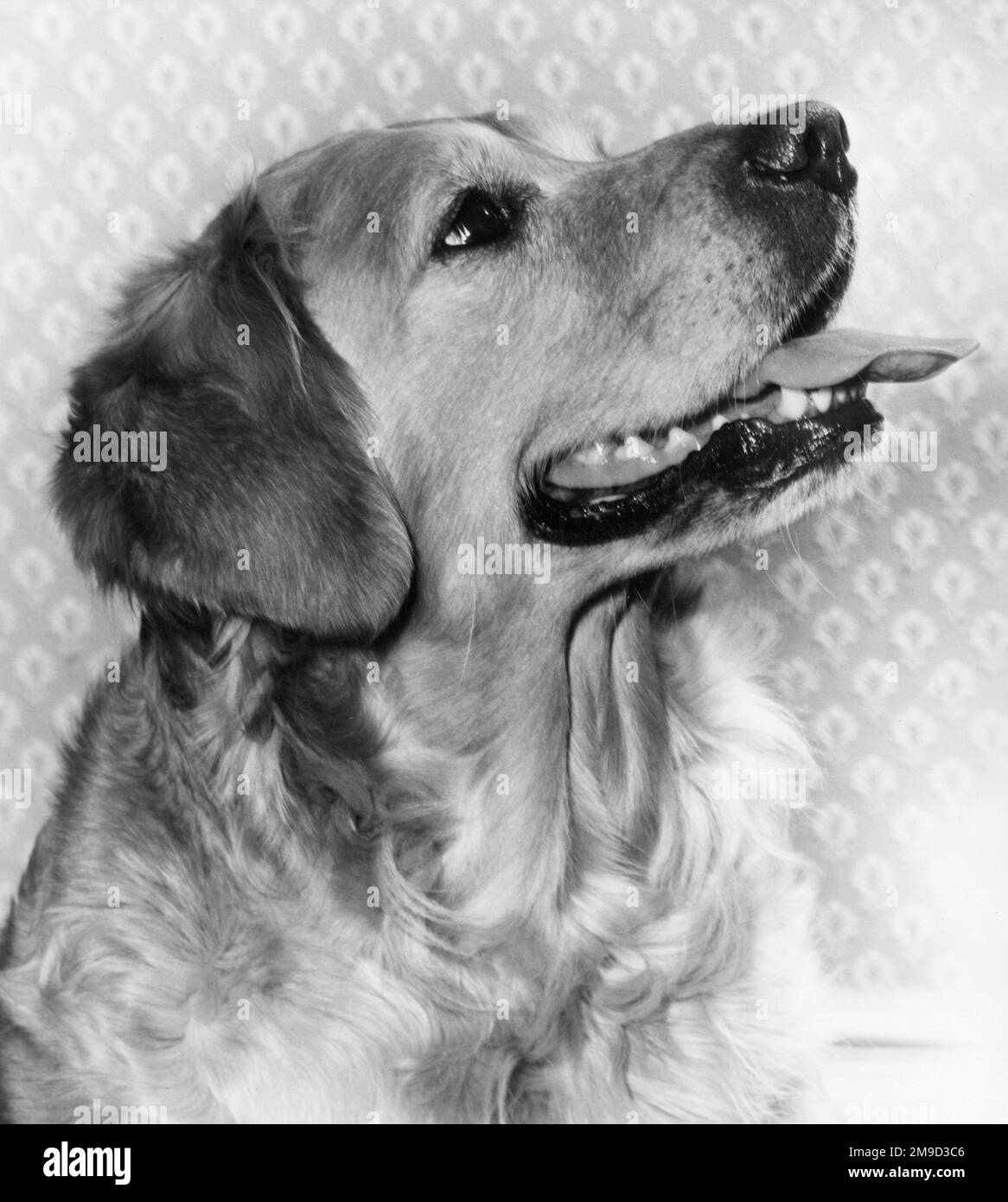 Cane grande con la sua linguetta che sporge. Foto Stock