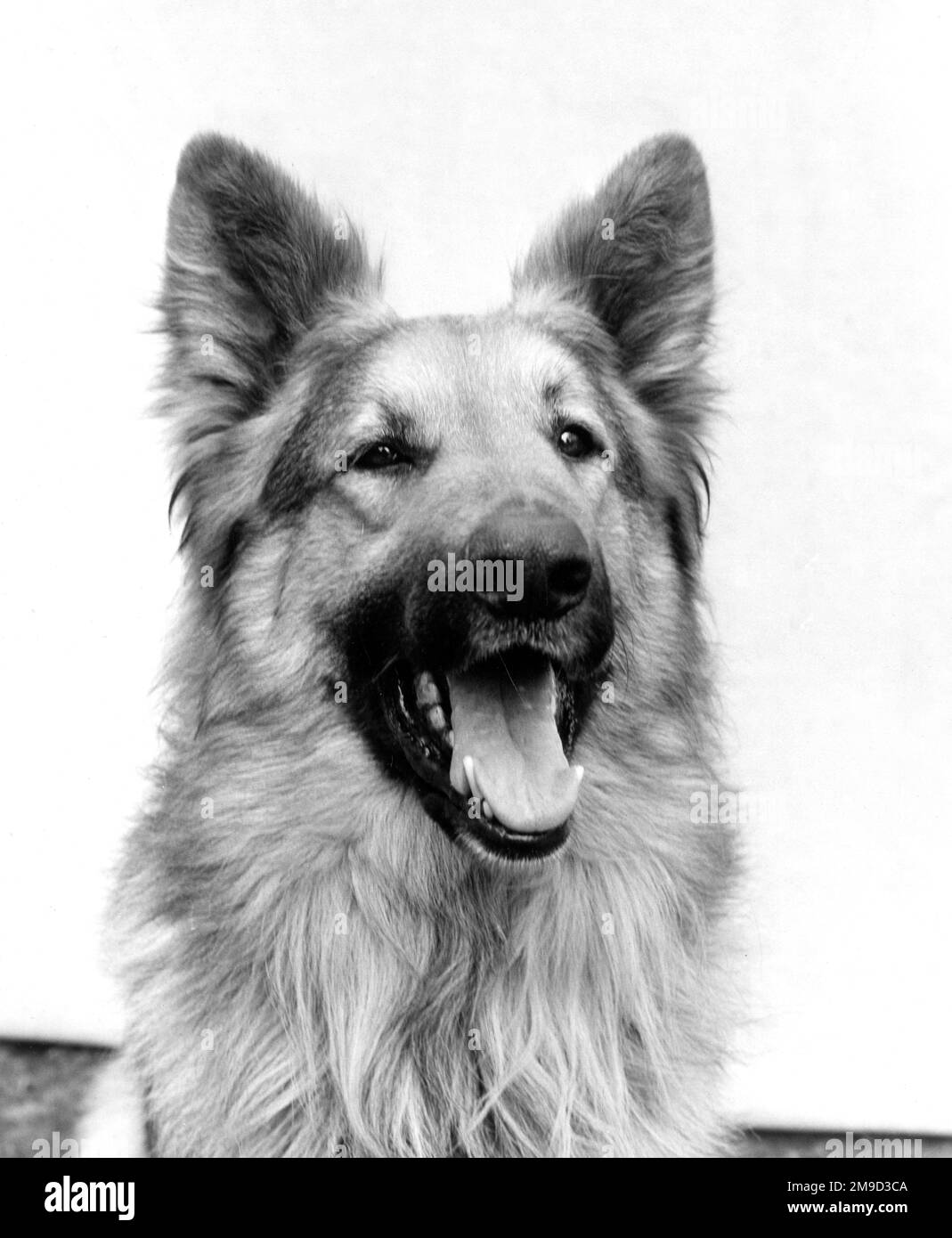 Cane pastore tedesco con la bocca aperta. Foto Stock