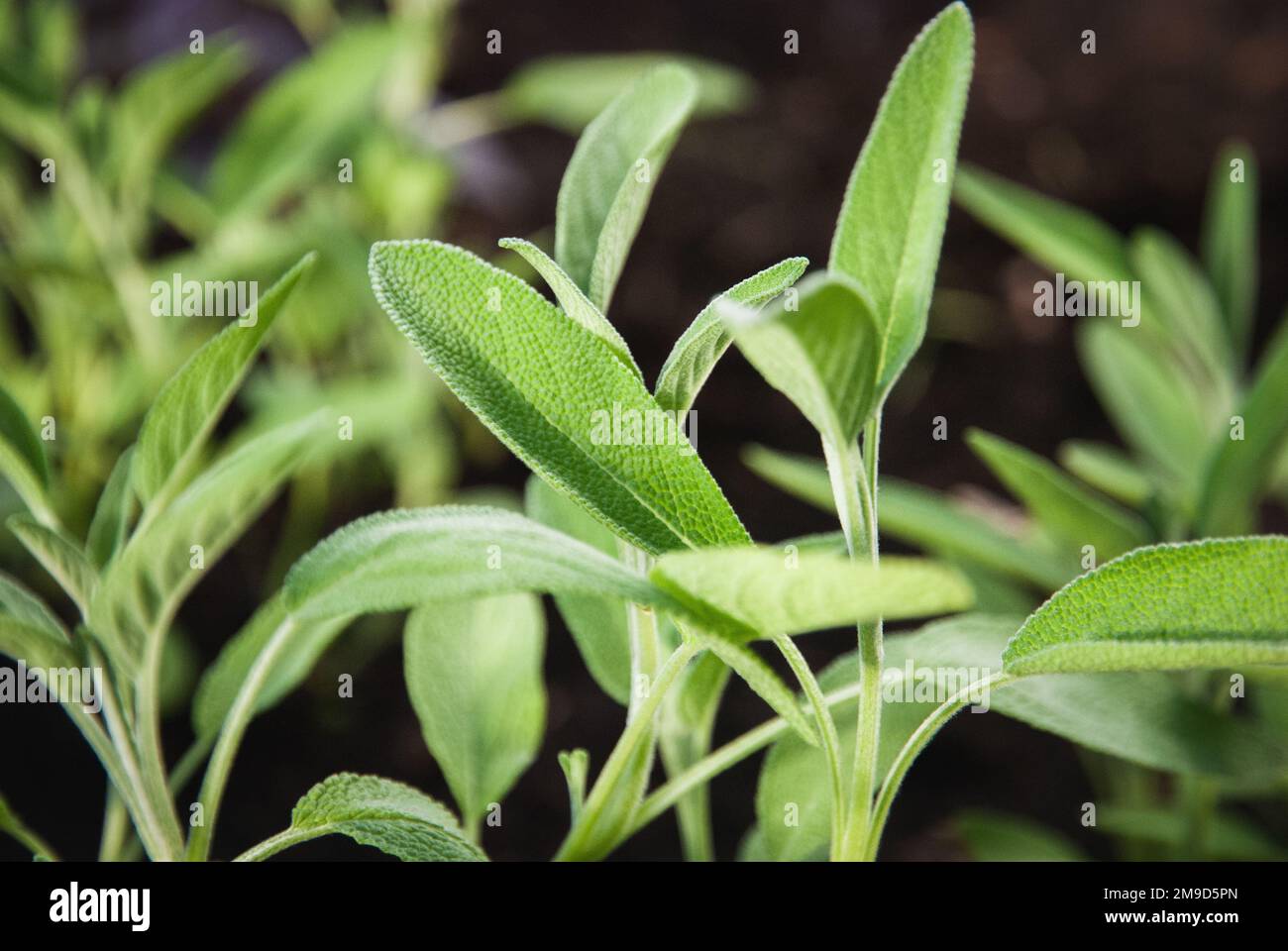 Giardino Sage in primavera, le piante di Salvia officinalis crescono in giardino di erbe Foto Stock