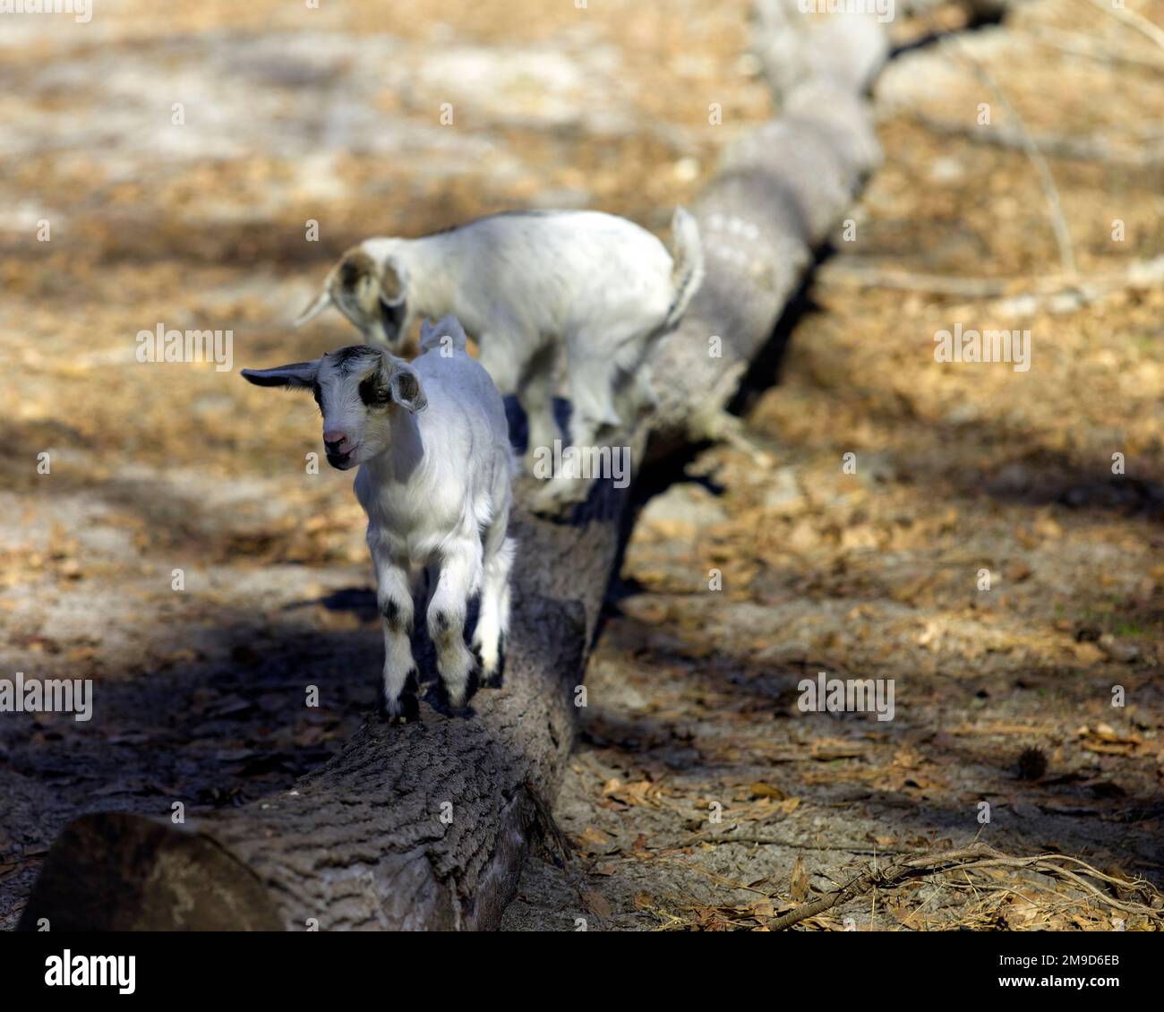 Due piccole capre che giocano su un ceppo su una casa Foto Stock