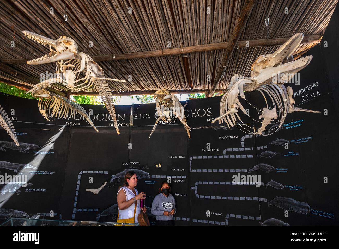 Scheletri di delfini in mostra al Museo de la Ballena, la Paz, Baja California, Messico Foto Stock