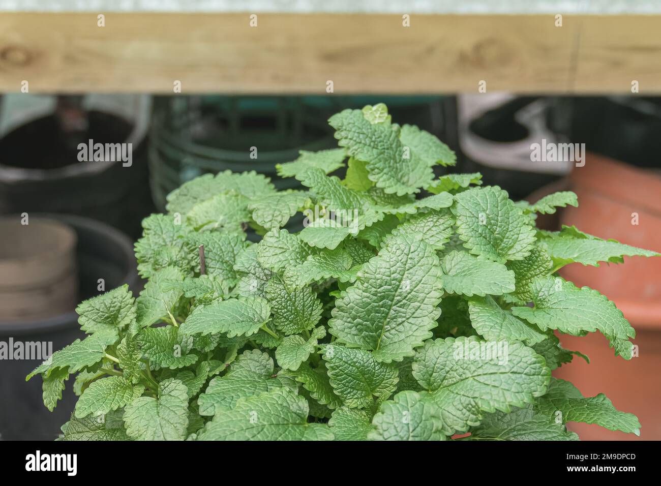 vista ravvicinata di melissa officinalis che cresce all'interno con luce del giorno Foto Stock