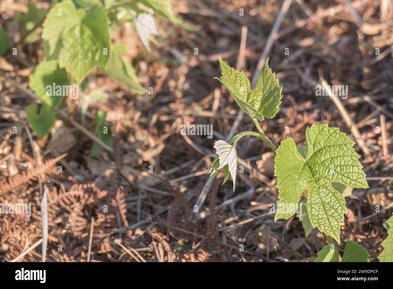 Vitis vinifera cresce con la luce solare sul terreno in Spagna Foto Stock