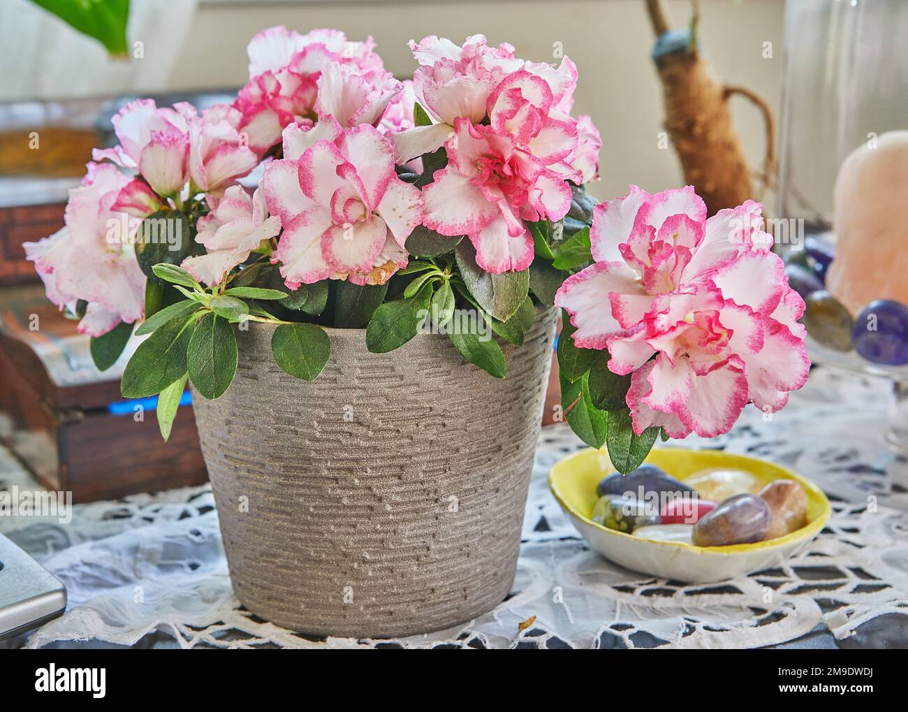 Azalea Rhododendron le azalee interne sono una bella pianta multicolore che fiorisce in inverno. Foto Stock