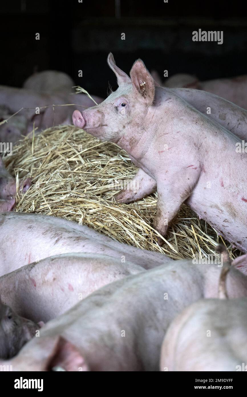 Kirchlinteln, Germania. 06th Jan, 2023. Un gruppo di suini nell'azienda di ingrasso di Jörn Ehlers è conservato su paglia. Gli attivisti per i diritti degli animali chiedono agli agricoltori, ai politici e alla società di ripensare l'allevamento degli animali - il vicepresidente dell'associazione degli agricoltori mette in guardia contro norme troppo rigide. (A dpa: "Gli allevatori possono conciliare redditività e benessere degli animali?”) Credit: Sina Schuldt/dpa/Alamy Live News Foto Stock