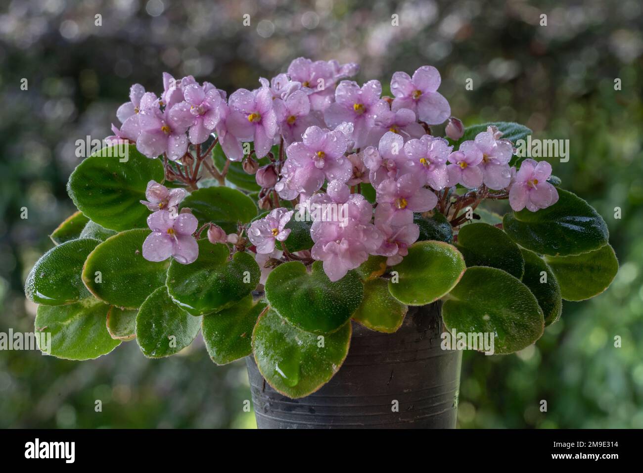 Delicata miniatura fioritura rosa chiaro viola africano o saintpaulia con gocce d'acqua su fondo naturale Foto Stock