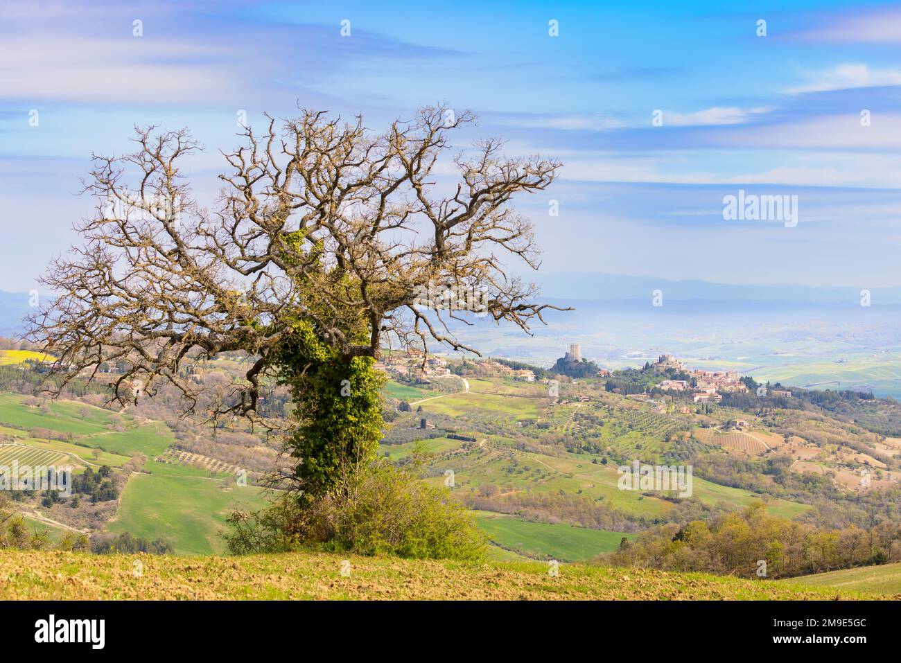 Albero solitario vicino Castiglione d'Orcia in primavera in Val d'Orcia in Toscana. Foto Stock