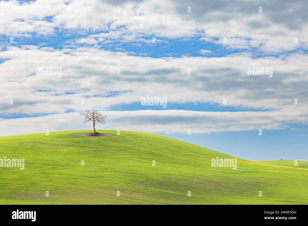 Paesaggio tipico, albero solitario su colline verdeggianti in primavera in Val d'Orcia in Toscana. Foto Stock