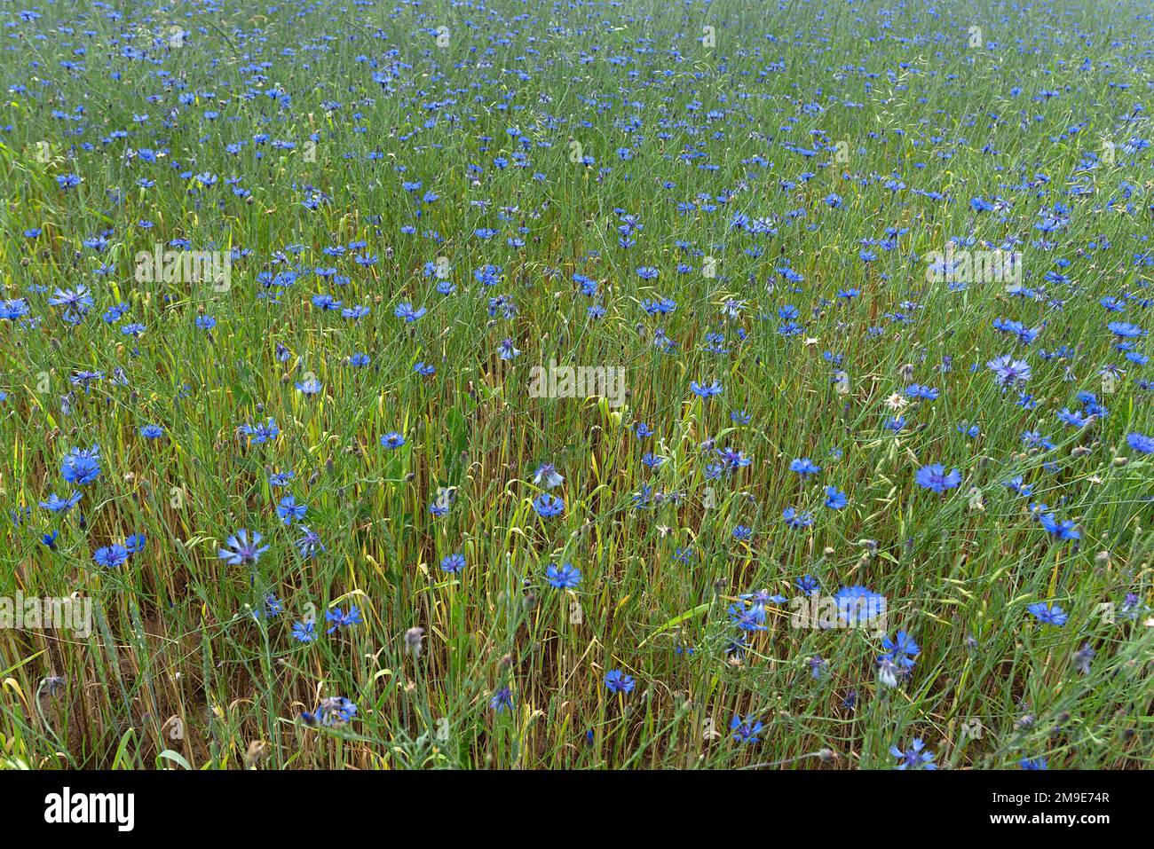 Fiori di mais (Centaurea cianus), in un campo, Baviera, Germania Foto Stock