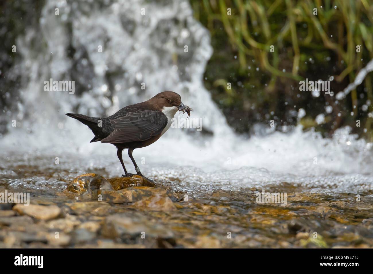 Campionatore a immersione con gola bianca (Cincluss Cincluss), uccello adulto che trasporta il cibo nel suo becco in un fiume, Derbyshire, Inghilterra, Regno Unito Foto Stock