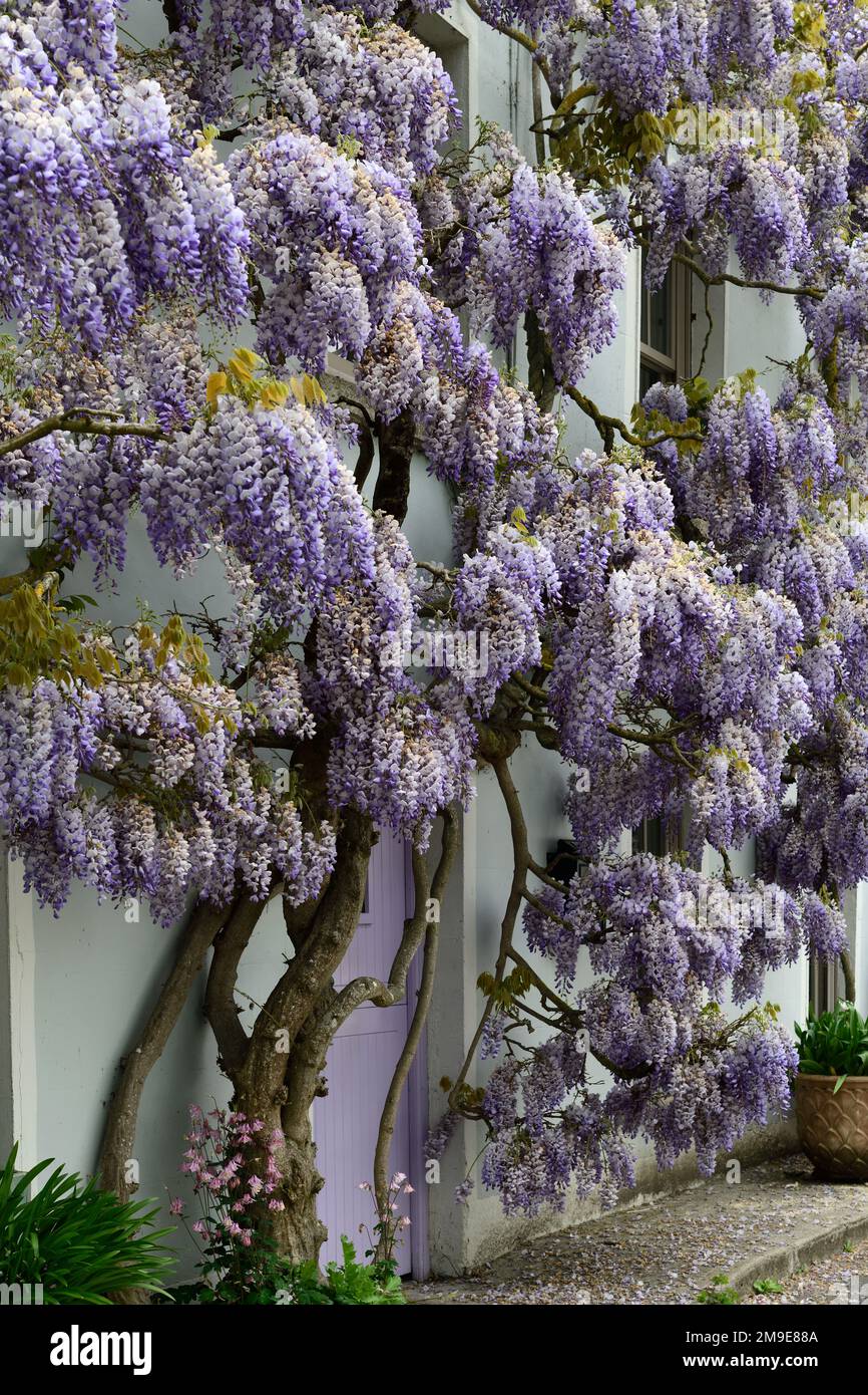 Glicine sinensis, glicine cinese, fiori viola, fiore viola, fiori, racema viola, racemi, copertura, copertura esterna casa, copertura parete casa, caratteristica, d Foto Stock