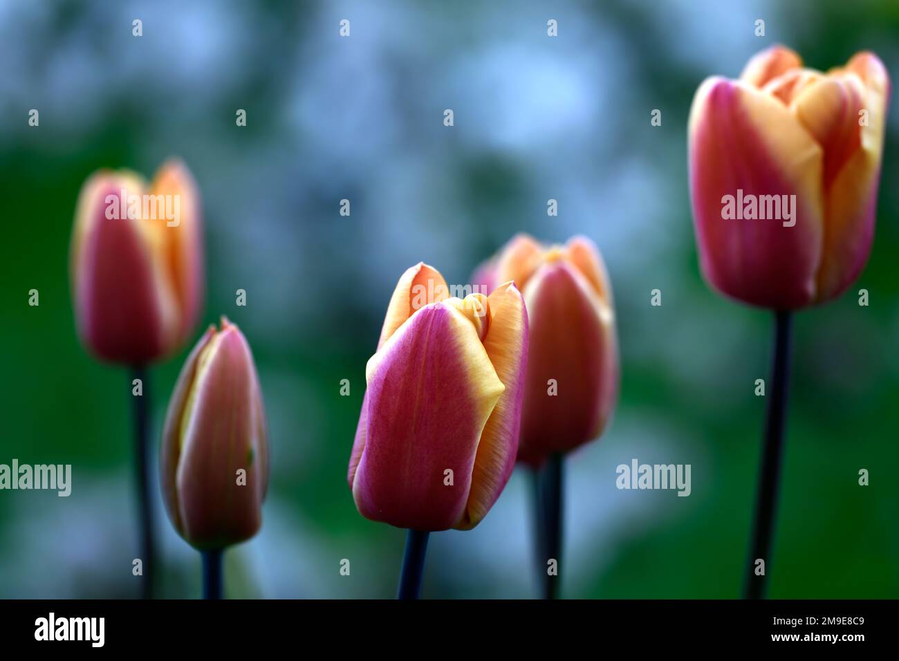 Tulipa Abu Hassan,Tulip Abu Hassan,fiori rossi profondi,ampi margini gialli dorati,tulipano a tre, tulipani trionfali, petali rossi di mogano con Foto Stock