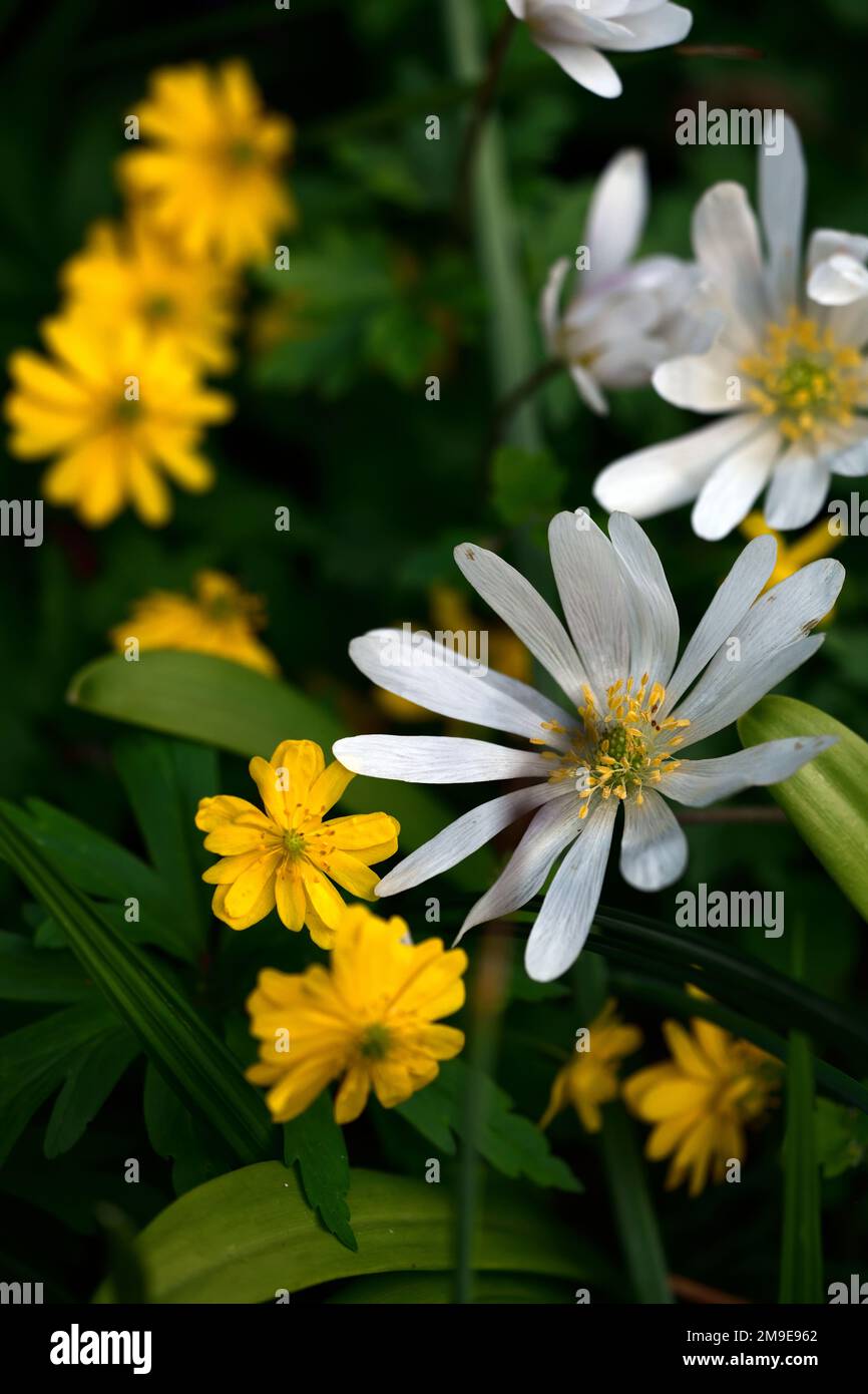 anemone ranunculoides pleniflora,anemone blanda tonalità bianche,fiori bianchi e gialli,anemoni,fiori,fiori,fiori,fiori,legno,bosco,ombra,ombra,ombra Foto Stock